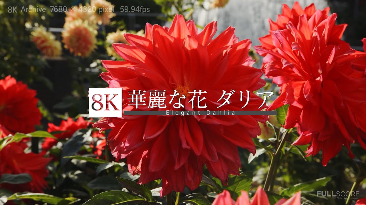8k Footage Elegant Dahlia 華麗な花 ダリア 8k Youtube