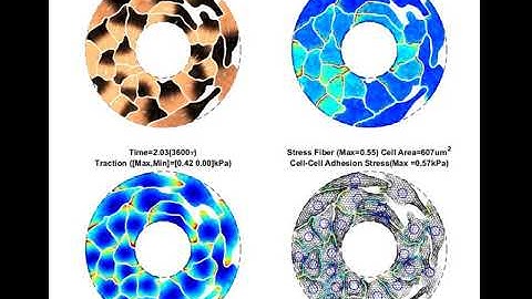 Finite element simulation of cell migration in monolayer tissue