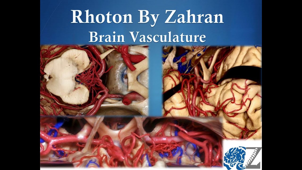 Rhoton By Zahran (11): Brain Vasculature - YouTube