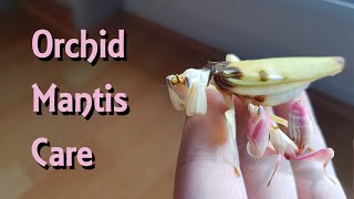 Orchid Mantis Care!  Pet Praying Mantis