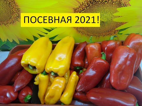Ольга Чернова Новые Видео 2022 Года
