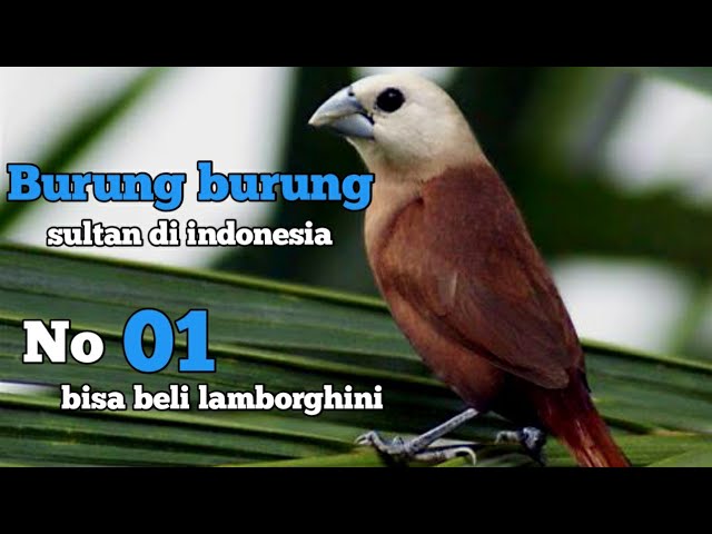 5 jenis burung sultan yang memiliki harga pantastis di indonesia part 02 class=