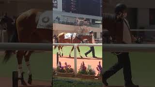 超！超良血！！スカーレットオーラ！ついにデビューのパドック動画です！　#競馬　#shorts　#阪神競馬場　＃スカーレットオーラ