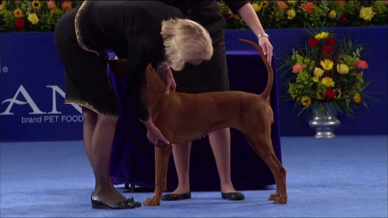 The National Dog Show Preview ScreenSlam YouTube