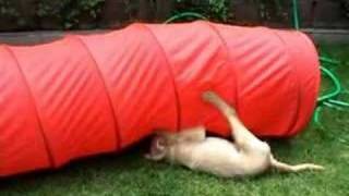 Limes and Rusty - good friends