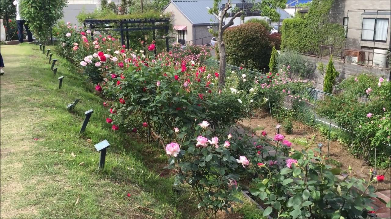 荏子田太陽公園の太陽ローズガーデン のバラの見ごろやバラまつりとバラ園情報 バラ園案内 バラの見ごろと開花状況