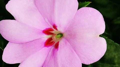 من سورة البقرة القارئ بلال بيادسة