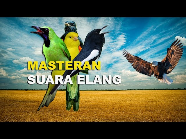 VIRAL!!! MASTERAN SUARA ELANG DENGAN TEMBAKAN SUARA YANG BERBEDA class=