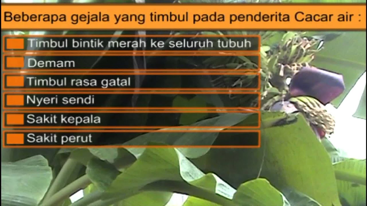 Obat Cacar Air: Cara Mengobati Cacar Air dengan Ramuan Tanaman Obat