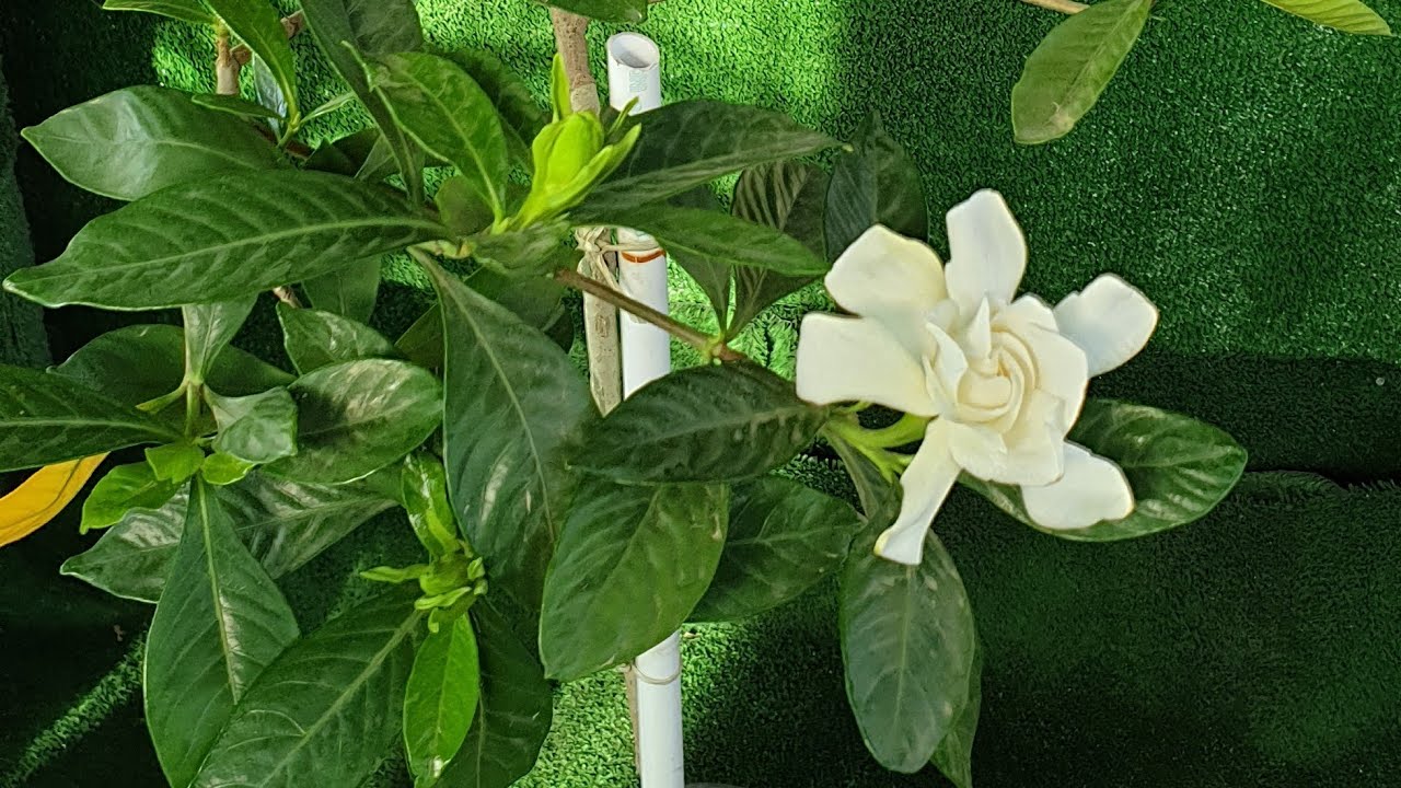 الكاردينيا الخارجية