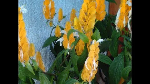 Обновляю пахистахис для лучшего цветения.