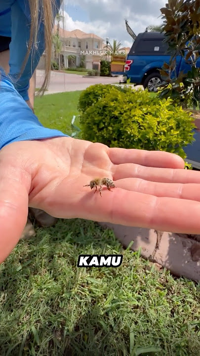 Beginilah Cara Mengatasi Sengatan Lebah