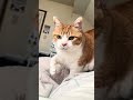 圧力でママを起こせ！元野良猫ころちゃん#元野良猫　#猫とのくらし　#デブ猫