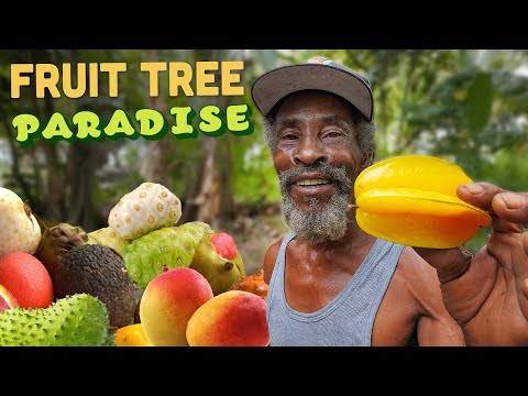 Video: Samara-informatie: een gids voor Samara-vruchten en de bomen die ze maken