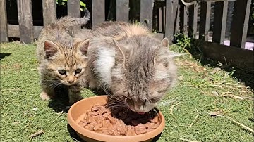 While you’re watching this video, I will have already fed another stray cat and made it happy.