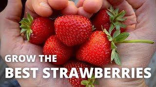 3 INGREDIENTS for the BEST STRAWBERRIES - the Definitive Organic Fertilizing Guide