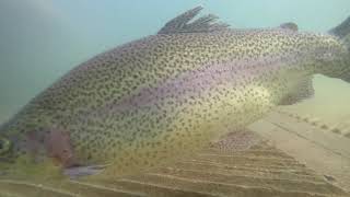 Diamond Valley Lake Rainbow Trout Stocking: December 1, 2020.