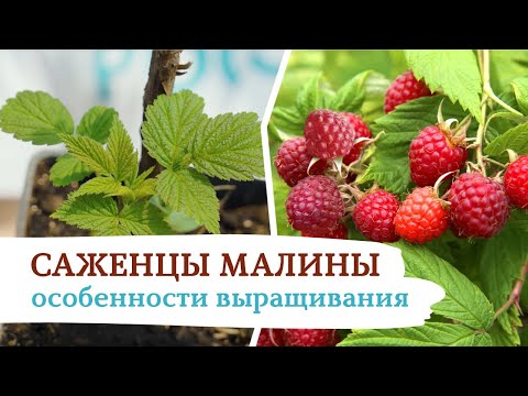 Саженцы малины -
