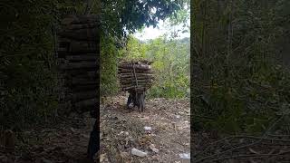 Download Lagu pejuwang rupiah MP3