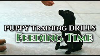 Puppy Training to Sit, Stay, and Early Retrieve at Feeding Time by DogBoneHunter 781 views 1 month ago 8 minutes, 23 seconds