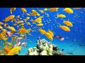 PEACEFUL ESCAPE: Underwater Footage + Relaxing Music for Meditation