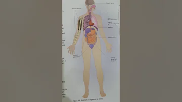 Tema: Sistemet e organeve te trupit te njeriut