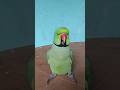 मम्मी एक गिलास पानी दे दो #parrot #funny #funnyanimal #funny #funnyparrot #funnyvideo #funnyshorts..