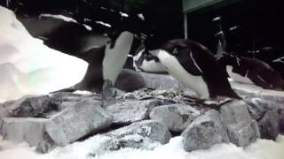 penguins fight, драка пингвинов