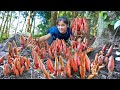 Harvesting fire mushroom and sell  harvest rare agricultural products  ella daily life