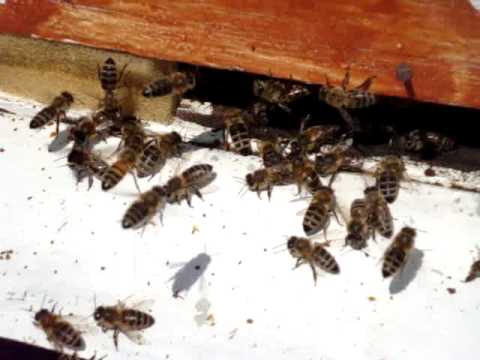 Bees battle (Lupta intre albine)