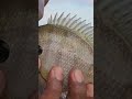 Spawning Bream #fishing #perch #freshwater #Bream #bluegill #Louisiana