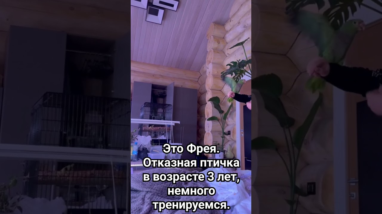 Винногрудый амазон тренируется идти на руку 