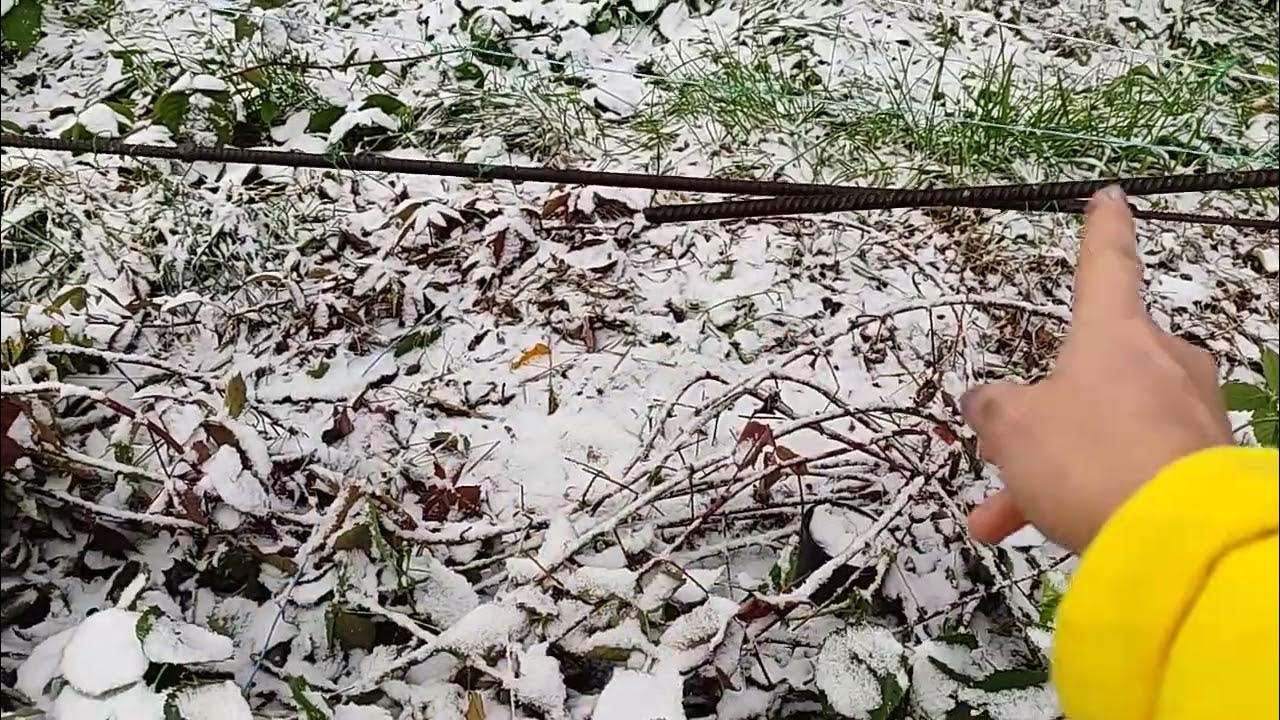 ежевика Карака Блэк вопрос- ответ - YouTube