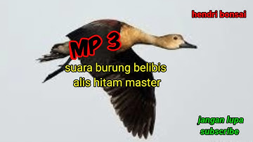 suara burung belibis master