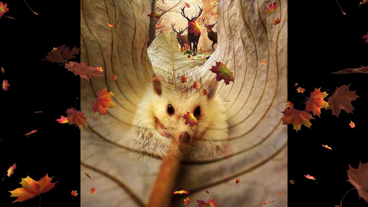 die heimat ( marley brown ) ( yenich officiel )