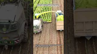 High-Speed Corn Silage Harvesting #innovation #farming #engineering