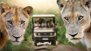 Se nos acercan MUCHOS LEONES es un SAFARI EN SUDÁFRICA 🦁 by Kike Arnaiz 35,960 views 3 weeks ago 17 minutes