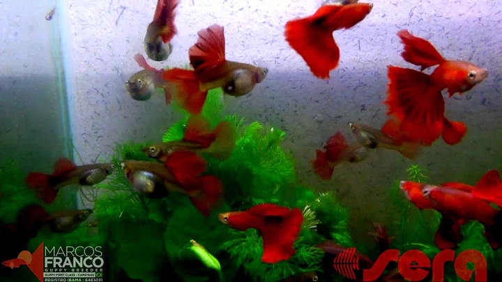 FULL RED BIG DORSAL by MARCOS FRANCO GUPPY