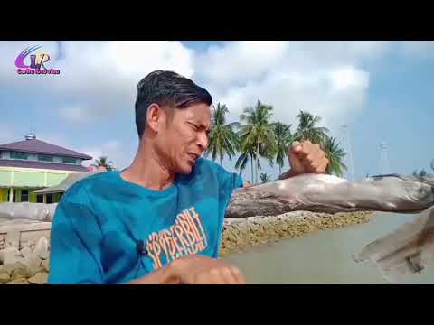 Drama lucu Rupat Utara bunuh diri 