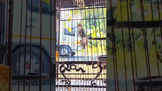 💎Bird Singing🥰 chàomàohót #คนรักนกแดนสะตอ #birds