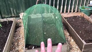 Allotment Update 1st May 2021