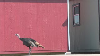 Iowa turkey becomes social media superstar