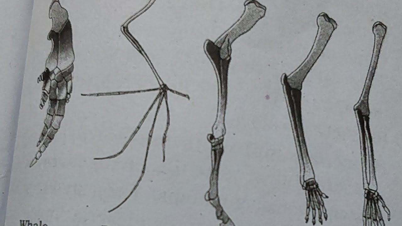 Organic evolution explanation 2 marks and 4 marks pakka 10 ,marks total 