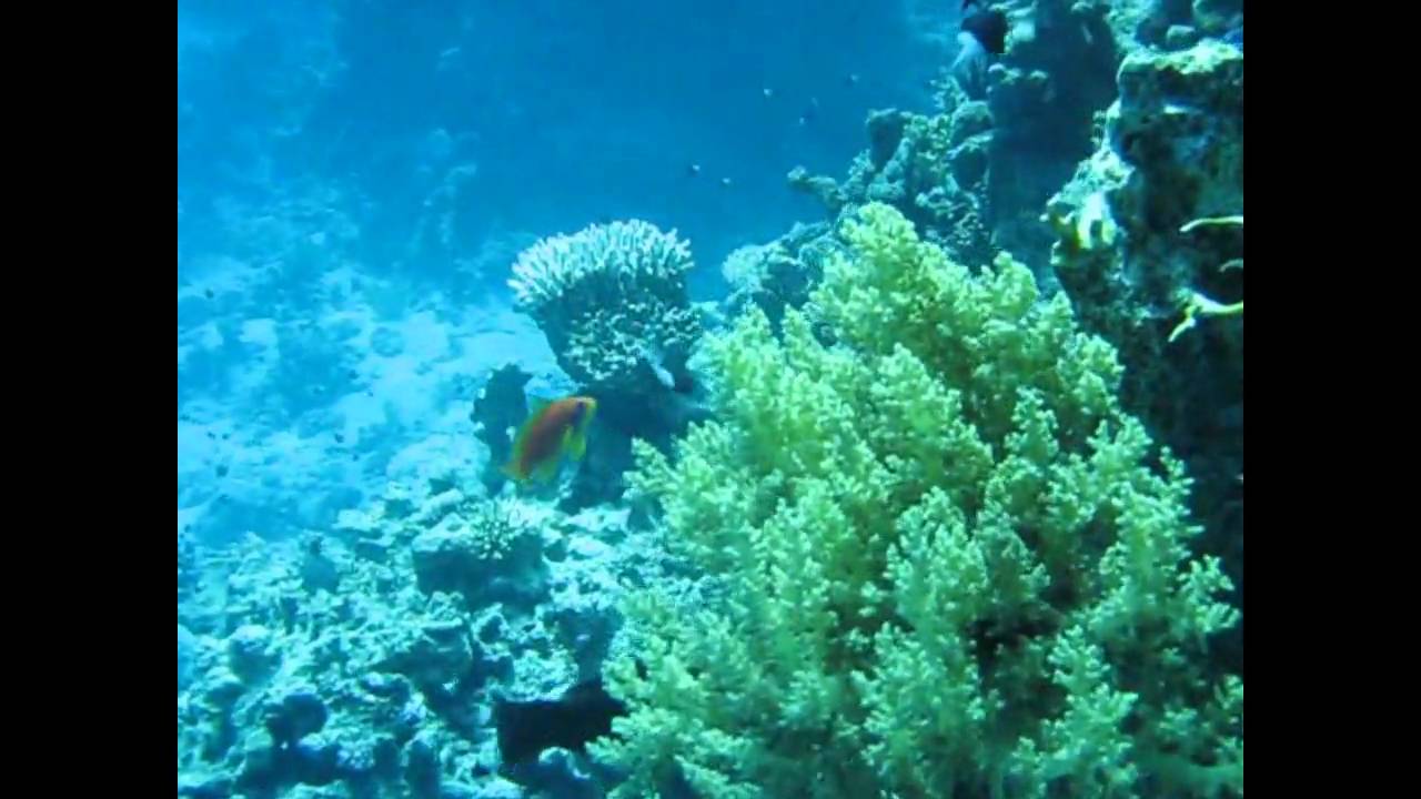 Scuba diving in sharks bay Sharm El Sheikh Egypt 2010 - YouTube