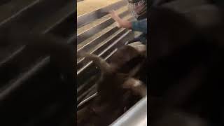 Cooks Bull Riding