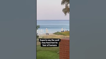 Wolf Attacks 5-Year-Old Girl on Greek Beach | Halkidiki Incident