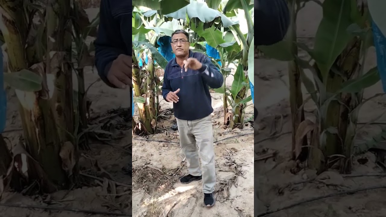 أهم المعاملات #موز_أمهات 2023 خلال شهر ديسمبر