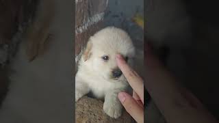 ngapain? #anjing #pets #animals #shorts