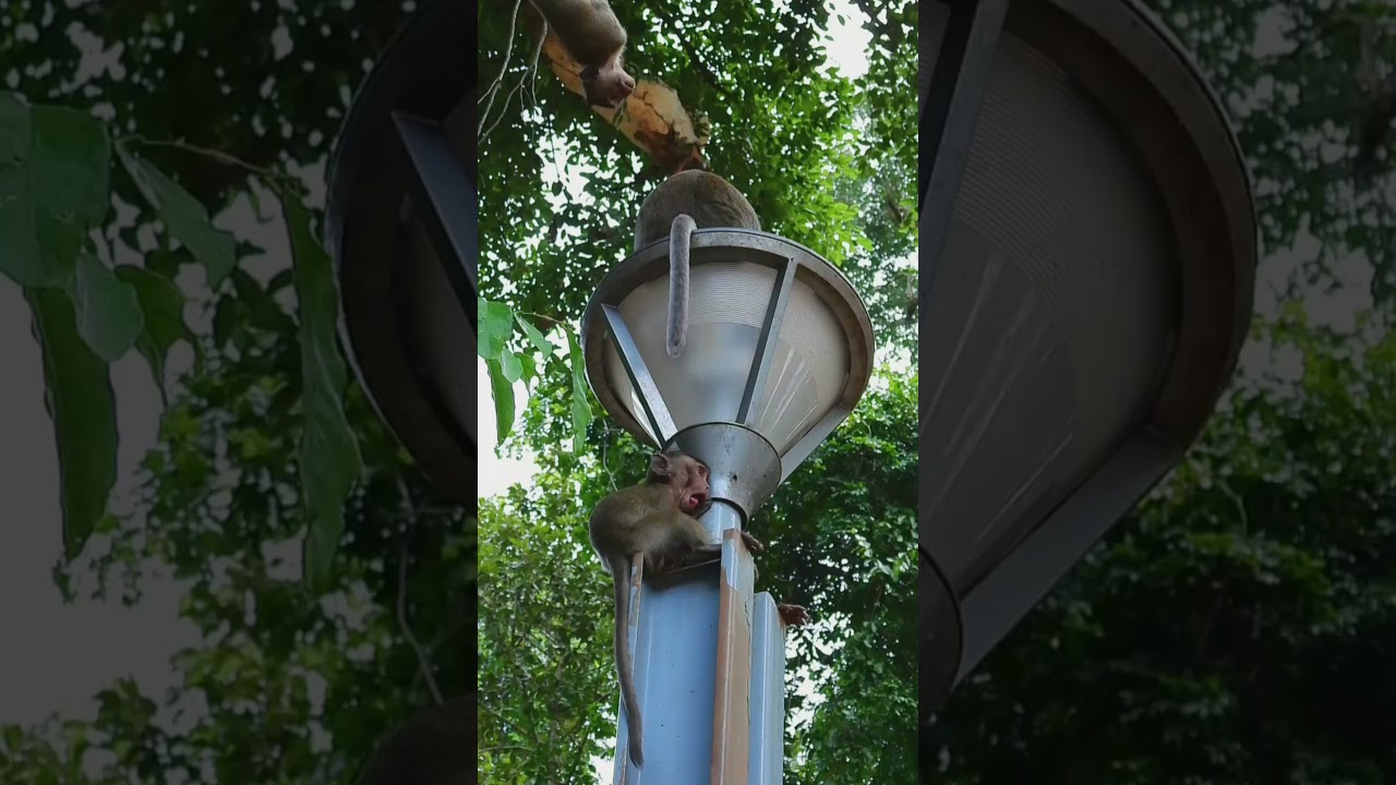 Good Mom Monkey Amara Save Her Baby