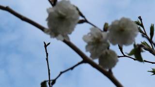 Cherry Blossom Flowering for Five Months at the Old Japanese Farm House!